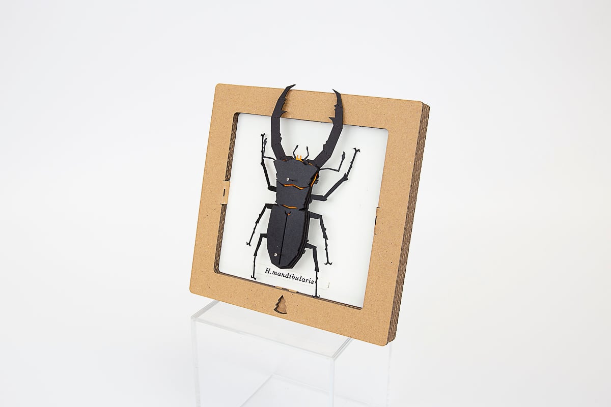 Bog Craft | SQAR | Mandibularis Two-legged Stag Beetle - H.mandibularis | 05 |