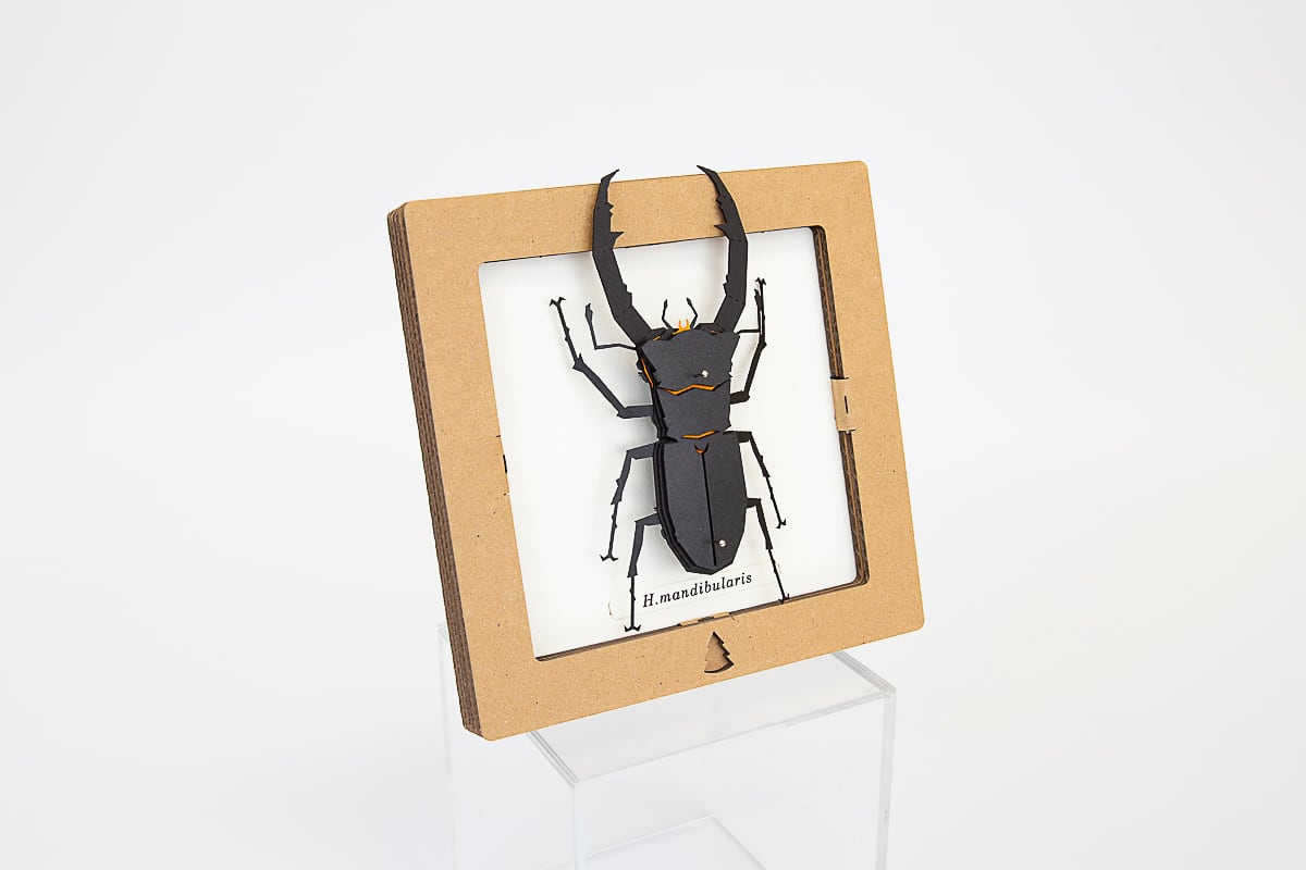 Bog Craft | SQAR | Mandibularis Two-legged Stag Beetle - H.mandibularis | 05 |