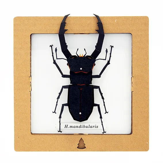 Bog Craft | SQAR | Mandibularis Two-legged Stag Beetle - H.mandibularis | 05 |