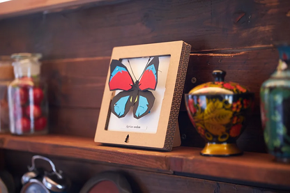Bog Craft | SQAR | Red-Blue Butterfly - Agrias aedon | 03 |