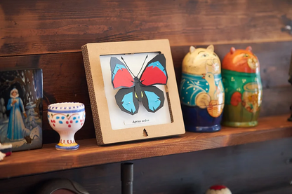 Bog Craft | SQAR | Red-Blue Butterfly - Agrias aedon | 03 |